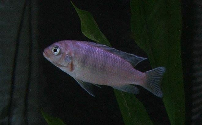 freshwater fish - metriaclima lombardoi - kenyi cichlid stocking in 30 gallons tank - Kenyi Cichlid (Pseudotropheus Lombardoi) - Young Female 3.2"