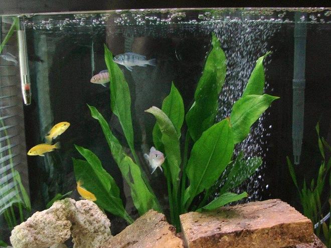 30 gallons freshwater fish tank (mostly fish and non-living decorations) - Fish