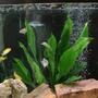 30 gallons freshwater fish tank (mostly fish and non-living decorations) - Fish