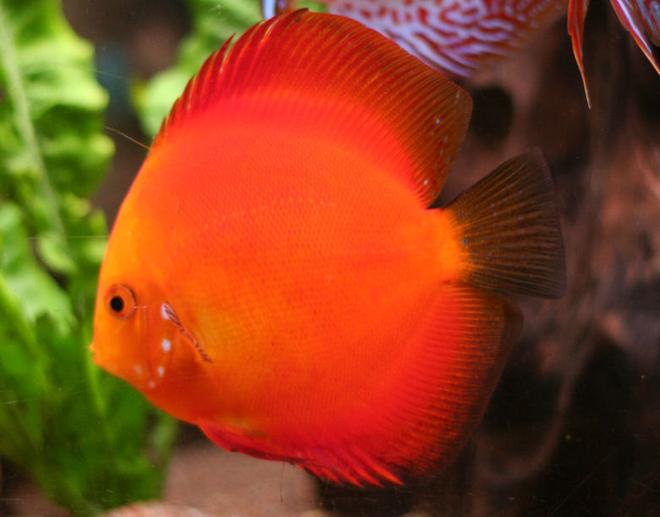 freshwater fish - golden melon discus stocking in 127 gallons tank - Discus, Golden Melon