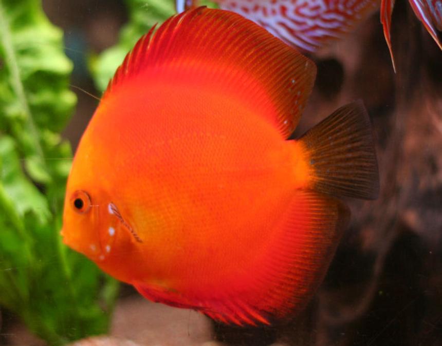 Rated #2: Freshwater Fish - Golden Melon Discus Stocking In 127 Gallons Tank - Discus, Golden Melon