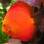 freshwater fish - golden melon discus stocking in 127 gallons tank - Discus, Golden Melon
