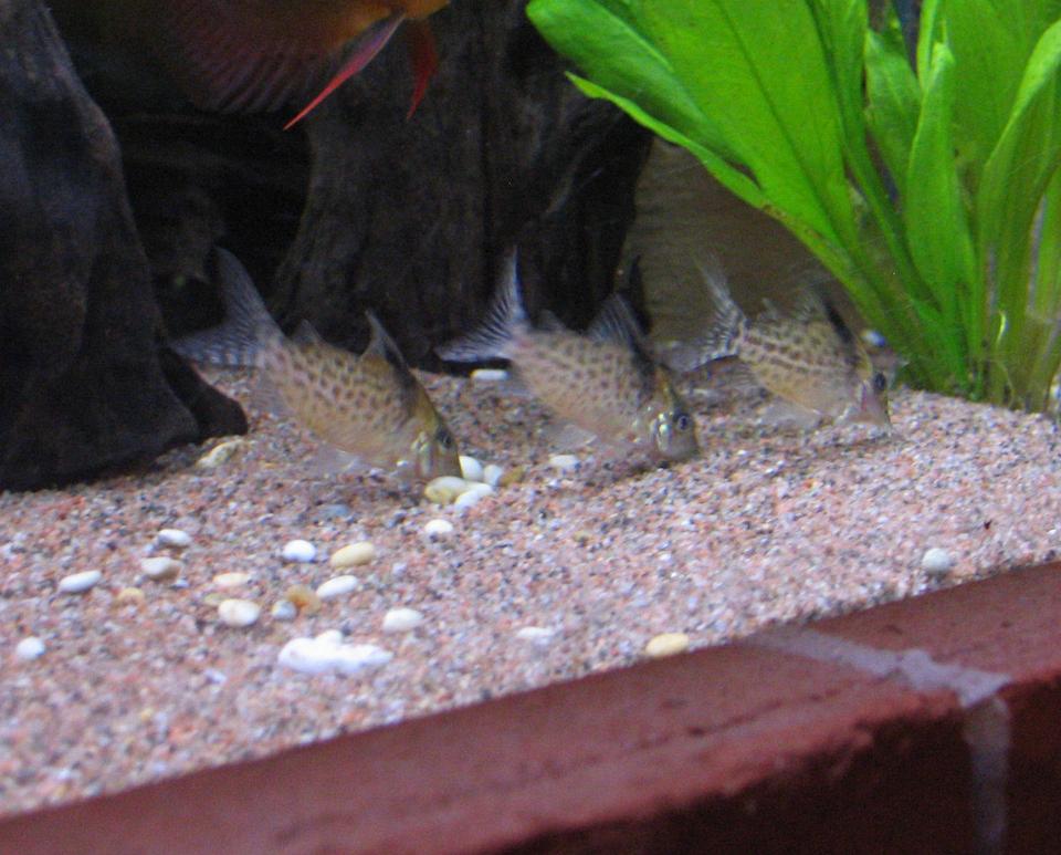 freshwater fish - corydoras paleatus - peppered cory cat stocking in 127 gallons tank - Huey, Dewey and Louie