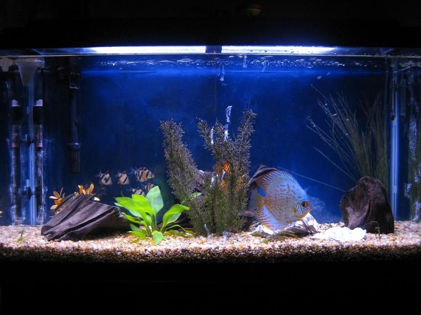 Rated #1677: 38 Gallons Freshwater Fish Tank - Discus
My 38 Gallon Aquarium, 3 Discus, 6 Tiger Barbs, 3 Chinese Algae Eaters, one Gold Nugget Pleco, and a Gold Chinese Algae Eater. I'm using a Marineland C-Series Multi Stage Canister Filter C-220, the best fiter out there. I personaly think this filter is better then the Eheim, because it allows no bypass, it forces the water through the filter media trays and not around them, all the other canisters allow 40% to 60%.
