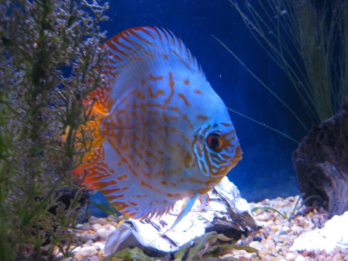 freshwater fish - baby blue panda discus stocking in 38 gallons tank - Discus My 38 Gallon Aquarium, 3 Discus, 6 Tiger Barbs, 3 Chinese Algae Eaters, one Gold Nugget Pleco, and a Gold Chinese Algae Eater. I'm using a Marineland C-Series Multi Stage Canister Filter C-220, the best fiter out there. I personaly think this filter is better then the Eheim, because it allows no bypass, it forces the water through the filter media trays and not around them, all the other canisters allow 40% to 60%.