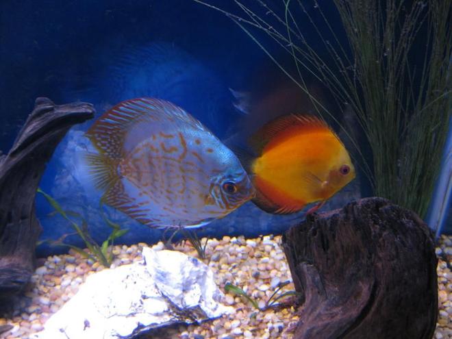 freshwater fish - symphysodon sp. - yellow marlboro discus stocking in 38 gallons tank - Discus
My 38 Gallon Aquarium, 3 Discus, 6 Tiger Barbs, 3 Chinese Algae Eaters, one Gold Nugget Pleco, and a Gold Chinese Algae Eater. I'm using a Marineland C-Series Multi Stage Canister Filter C-220, the best fiter out there. I personaly think this filter is better then the Eheim, because it allows no bypass, it forces the water through the filter media trays and not around them, all the other canisters allow 40% to 60%.