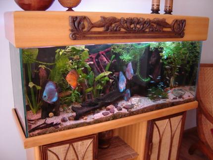 113 gallons planted tank (mostly live plants and fish) - DiscusTank in the living room