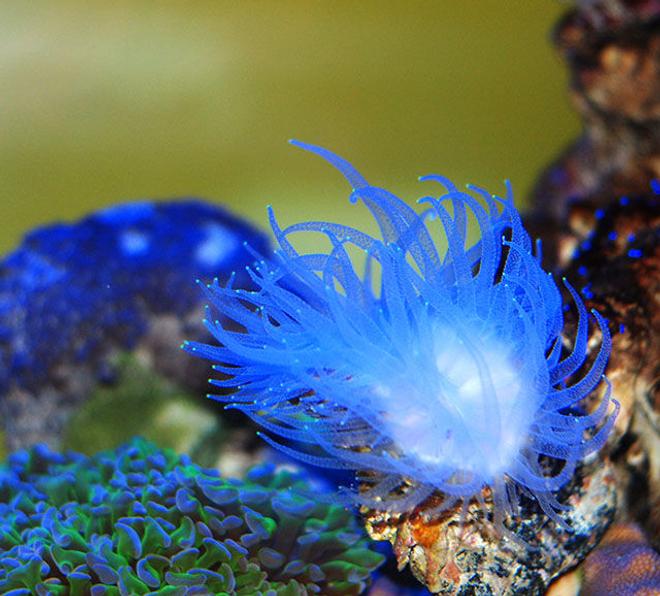 corals inverts - rhyzotrochus typus - white rhyzo stocking in 150 gallons tank - white rhyzo under actinics