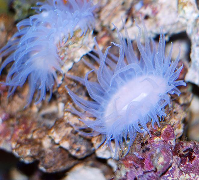 corals inverts - rhyzotrochus typus - white rhyzo stocking in 150 gallons tank - white rhyzo under mh