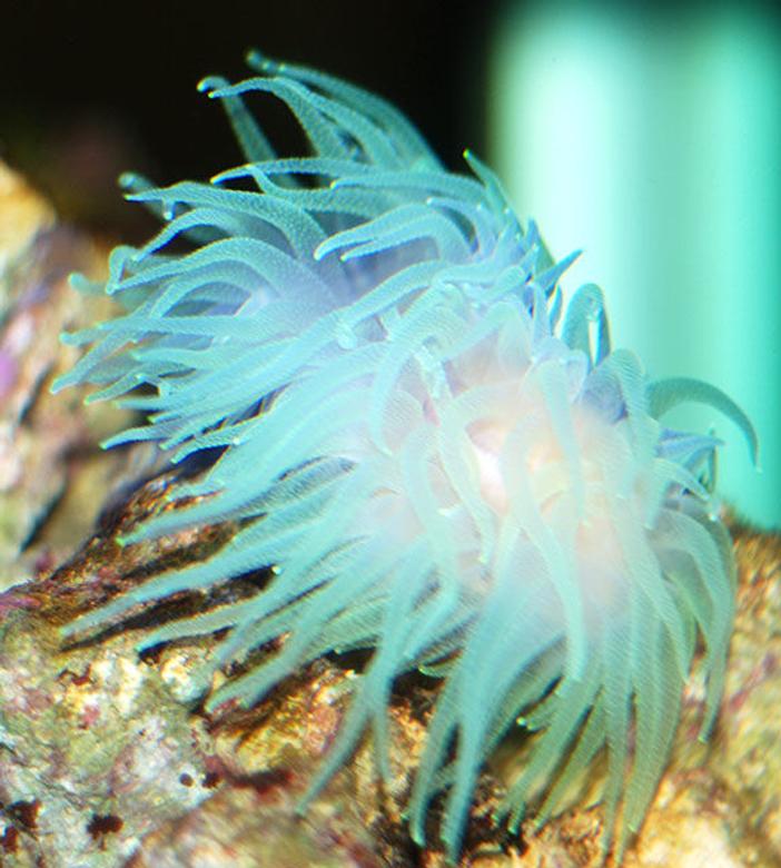 corals inverts - rhyzotrochus typus - green rhyzo stocking in 150 gallons tank - green rhyzo