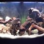 46 gallons freshwater fish tank (mostly fish and non-living decorations) - CICHLID TERRITORY!!!!