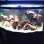 46 gallons freshwater fish tank (mostly fish and non-living decorations) - From a distance