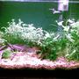 29 gallons planted tank (mostly live plants and fish) - This is my 29