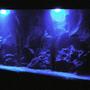 fish tank picture - at night