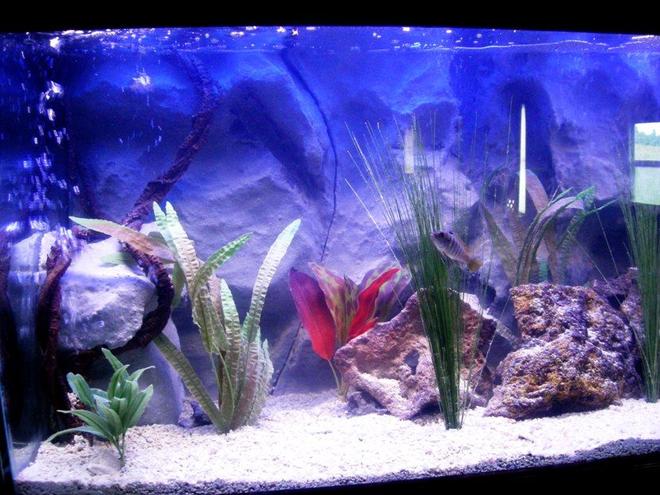 75 gallons freshwater fish tank (mostly fish and non-living decorations) - a closer picture of the left side