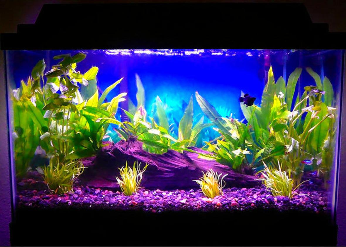 10 gallons planted tank (mostly live plants and fish) - 16 July 2008 (1 Balloon Molly, 3 Neon Tetras, Java Fern, Amazon Sword, Wisteria, Micro Sword)