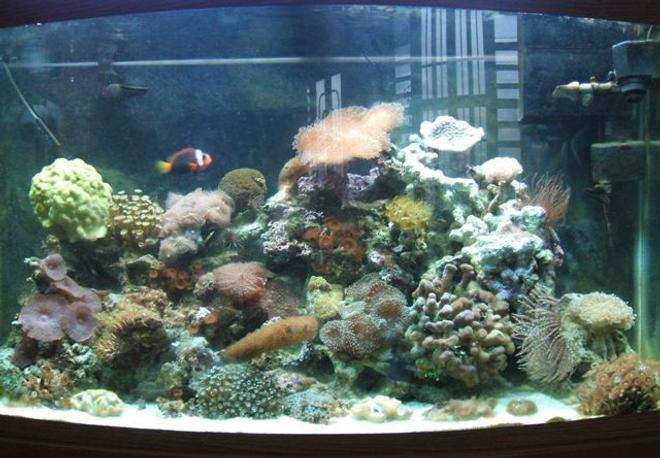 46 gallons reef tank (mostly live coral and fish) - Pic1