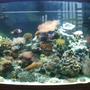 46 gallons reef tank (mostly live coral and fish) - Pic1