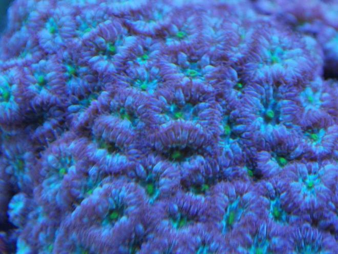 corals inverts - blastomussa merletti - australian big polyp blastomussa stocking in 55 gallons tank - blasto macro pic