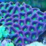 corals inverts - favites sp. - brain coral, favites stocking in 55 gallons tank - prizm favia truly natures art