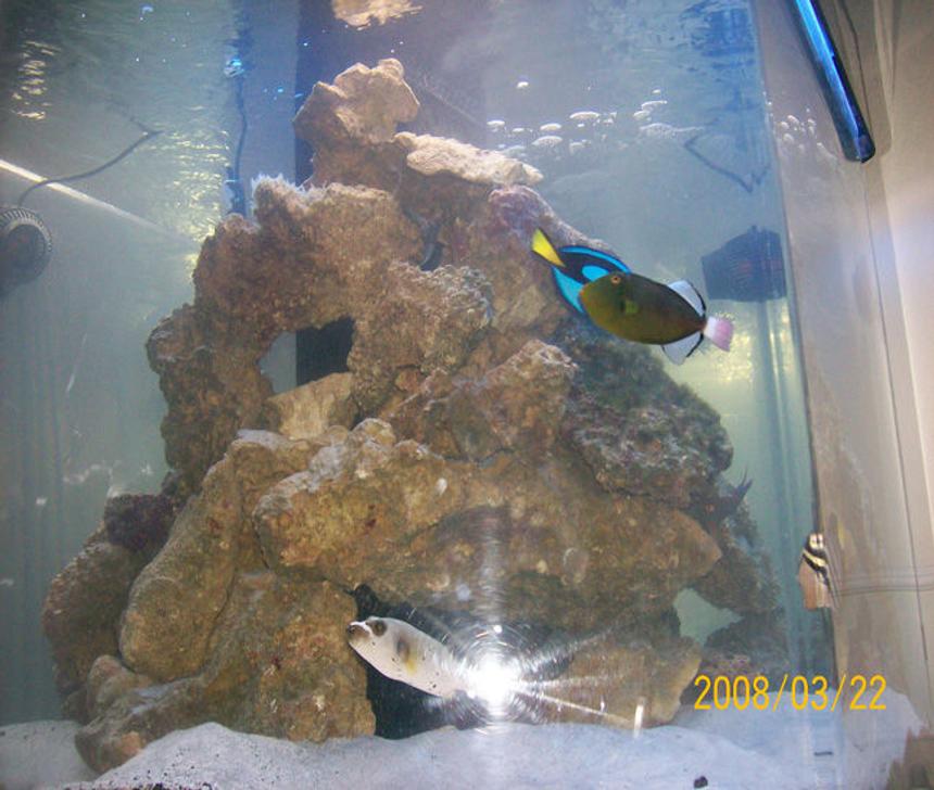 Rated #51: 250 Gallons Saltwater Fish Tank - 250 hex