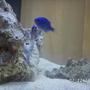 14 gallons saltwater fish tank (mostly fish, little/no live coral) - Blue Damselfish