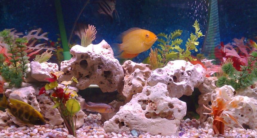 Rated #1872: 46 Gallons Freshwater Fish Tank - My 46 gallon tank, most of the fish are hiding behind the rocks.