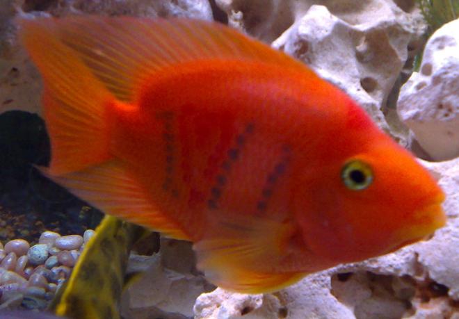 freshwater fish - heros severus x amphilophus citrinellum - blood parrot stocking in 46 gallons tank - My I love U parrotfish