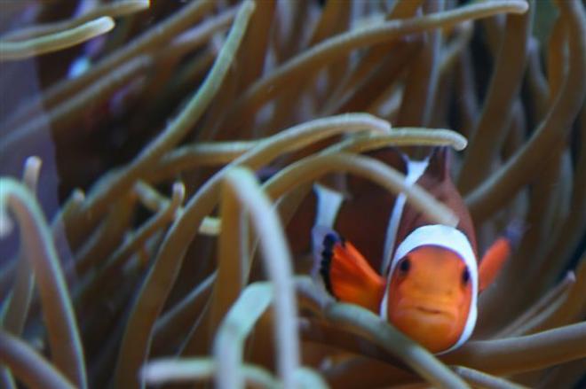 saltwater fish - amphiprion percula - true percula clownfish stocking in 140 gallons tank - Female Perc Clown