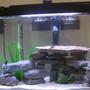 fish tank picture - 55 gallon African and American Freshwater