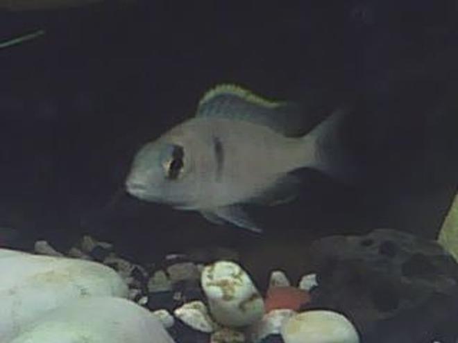 freshwater fish - microgeophagus altispinosa - bolivian ram stocking in 60 gallons tank - yo