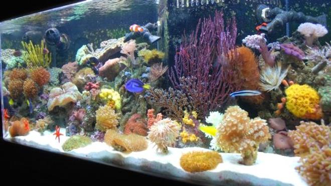 60 gallons reef tank (mostly live coral and fish) - Javier who has created this site has it rigged so you can't even vote on our pictures (Ryan - The Shepherds Reef Killer who built our tank has a tank posted which is NOT even his - we are done playing your third grade games) We are going to solicite the advertisers and make our own web site and do what we want on it so don't worry we'll be back ad # 1 again just like we were meant to be!!!!!!!!!!!!!!!!!!!!!!!!!!!!!!!!!!!!!)

Every kind of fish you can think of that everyone says you can't keep together, we have in the tank --- Updated 7-24-08 - WE PURCHASED EVERYTHING IN OUR TANK FROM JEFF'S EXOTIC FISH IN COSTA MESA (714) 540-0880 THEY ARE VERY KNOWLEDGABLE AND CAN GET YOU STARTED EVEN IF YOU JUST WANT A LITTLE NANO TANK. THANKS GUYS!!!!