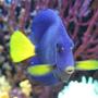 saltwater fish - zebrasoma xanthurum - purple tang stocking in 60 gallons tank - Purple Tang (Prince)