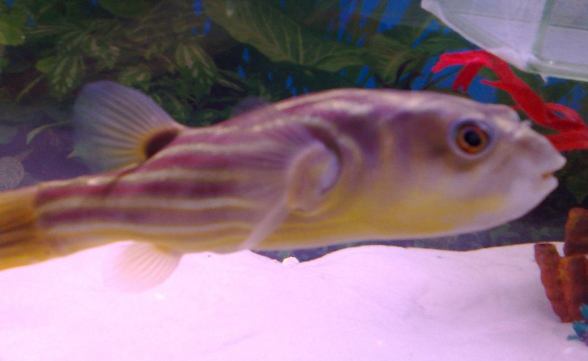 freshwater fish - tetraodon lineatus - fahaka puffer stocking in 46 gallons tank - Very cool and rare puffer. and he's a FRESHWATER fish!!!!!
