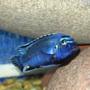 freshwater fish - melanochromis johannii - johanni cichlid stocking in 150 gallons tank - Electric Blue Johannii