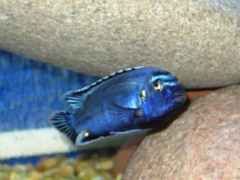 freshwater fish - melanochromis johannii - johanni cichlid stocking in 150 gallons tank - Electric Blue Johannii