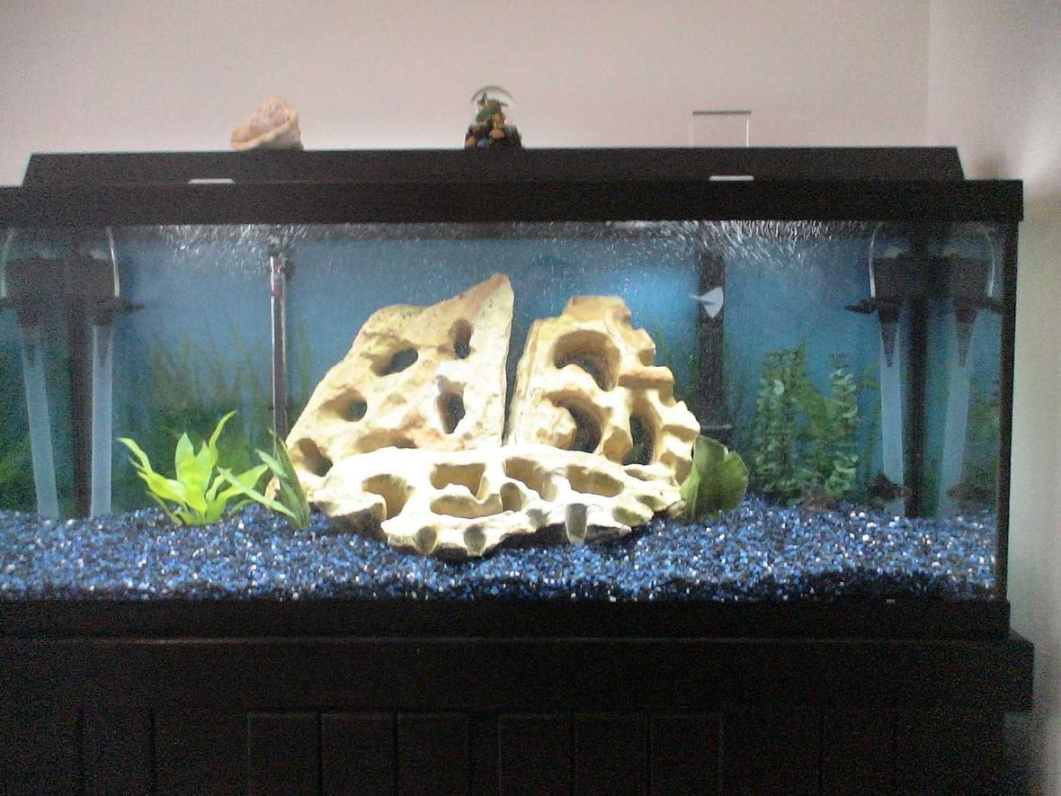 fish tank picture - Current Set Up