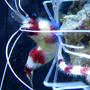 corals inverts - stenopus hispidus - banded coral shrimp stocking in 90 gallons tank - Coral Banded Shrimp