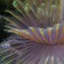 corals inverts - sabellastarte magnifica - magnificent feather duster stocking in 90 gallons tank - Feather Duster