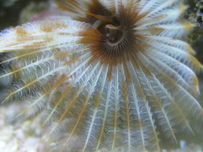 corals inverts - sabellastarte magnifica - magnificent feather duster stocking in 90 gallons tank - Feather Duster