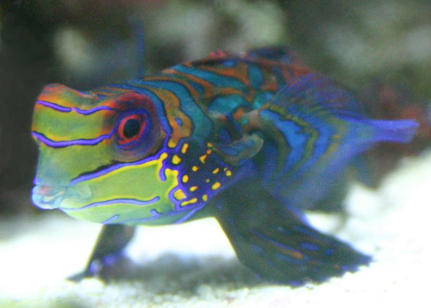 Rated #14: Saltwater Fish - Synchiropus Splendidus - Green Mandarin Stocking In 90 Gallons Tank - Mandarin
