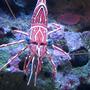 corals inverts - lysmata wurdemanni - peppermint shrimp stocking in 90 gallons tank - Peppermint