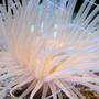 corals inverts - cerianthus membranacea - tube anemone stocking in 90 gallons tank - Pink Tube Anenome