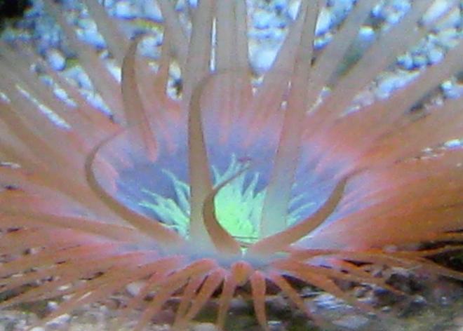 corals inverts - cerianthus membranacea - tube anemone stocking in 90 gallons tank - Tube Anenome