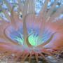 corals inverts - cerianthus membranacea - tube anemone stocking in 90 gallons tank - Tube Anenome