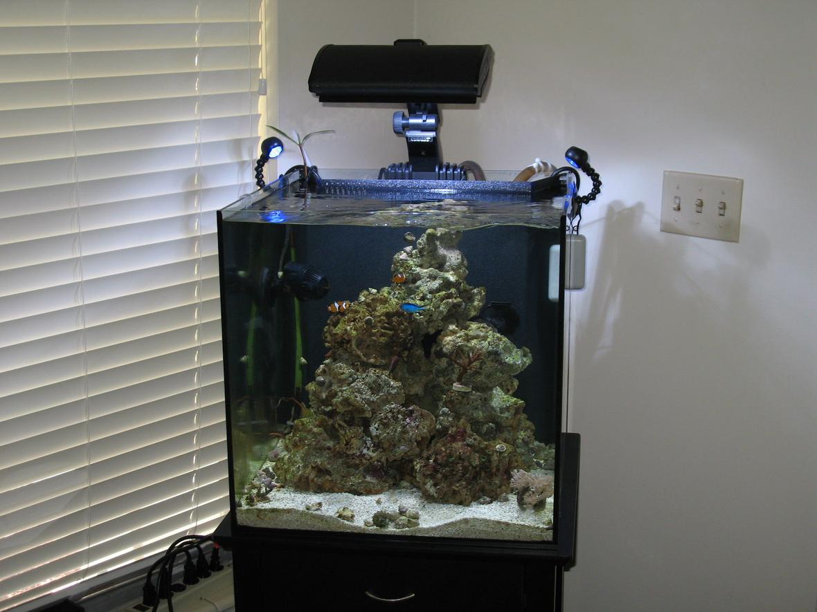 34 gallons saltwater fish tank (mostly fish, little/no live coral) - Solana 34 gal reef tank.