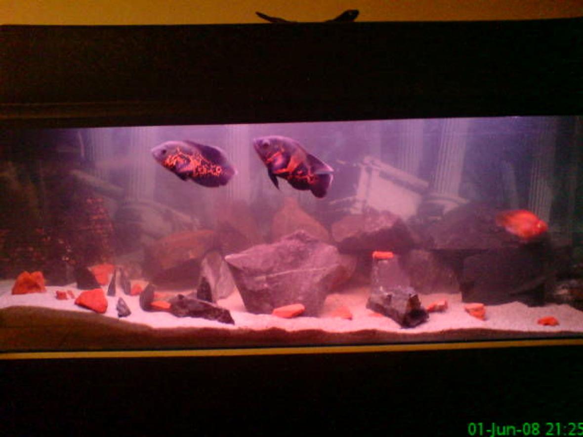 66 gallons freshwater fish tank (mostly fish and non-living decorations) - 55 galons tank with 2 tiger oscars 2 parots 1 holo cat en 1 pleco! I've got sand on the botom and rocks at the back of the tank!