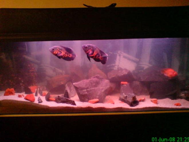 66 gallons freshwater fish tank (mostly fish and non-living decorations) - 55 galons tank with 2 tiger oscars 2 parots 1 holo cat en 1 pleco! I've got sand on the botom and rocks at the back of the tank!