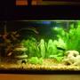 10 gallons freshwater fish tank (mostly fish and non-living decorations) - 10 Gallon Comunity Tank