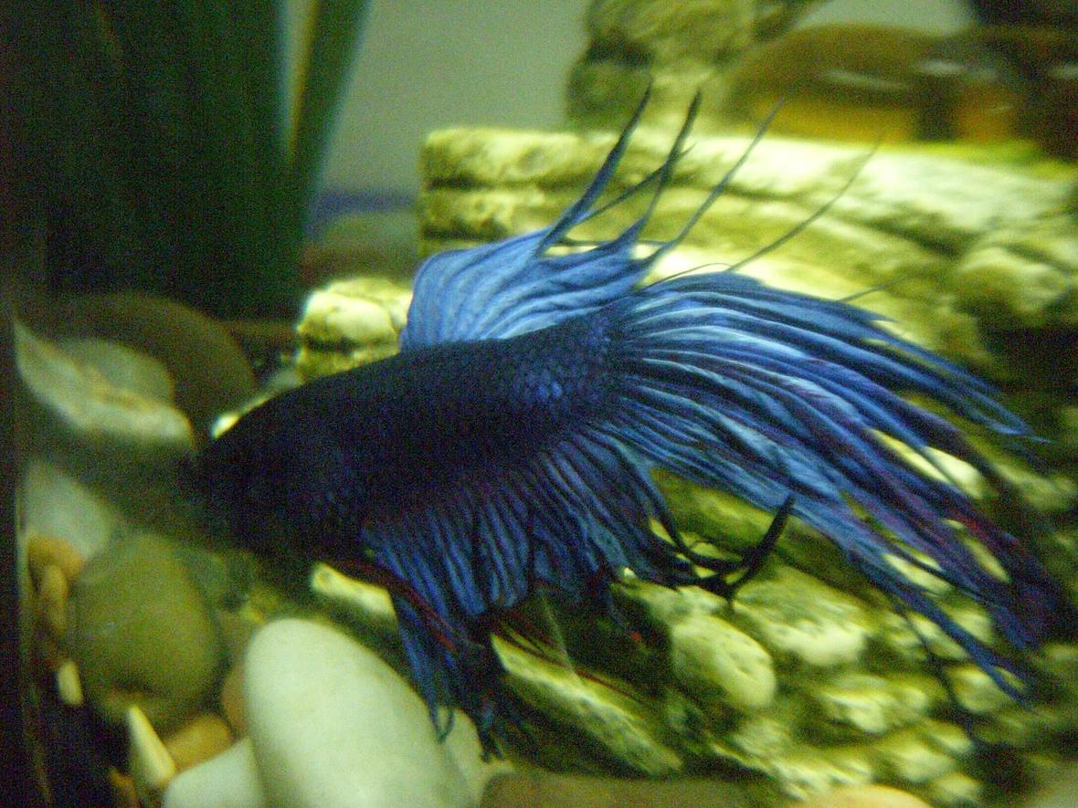 freshwater fish - betta splendens - crown tail betta stocking in 10 gallons tank - My Betta